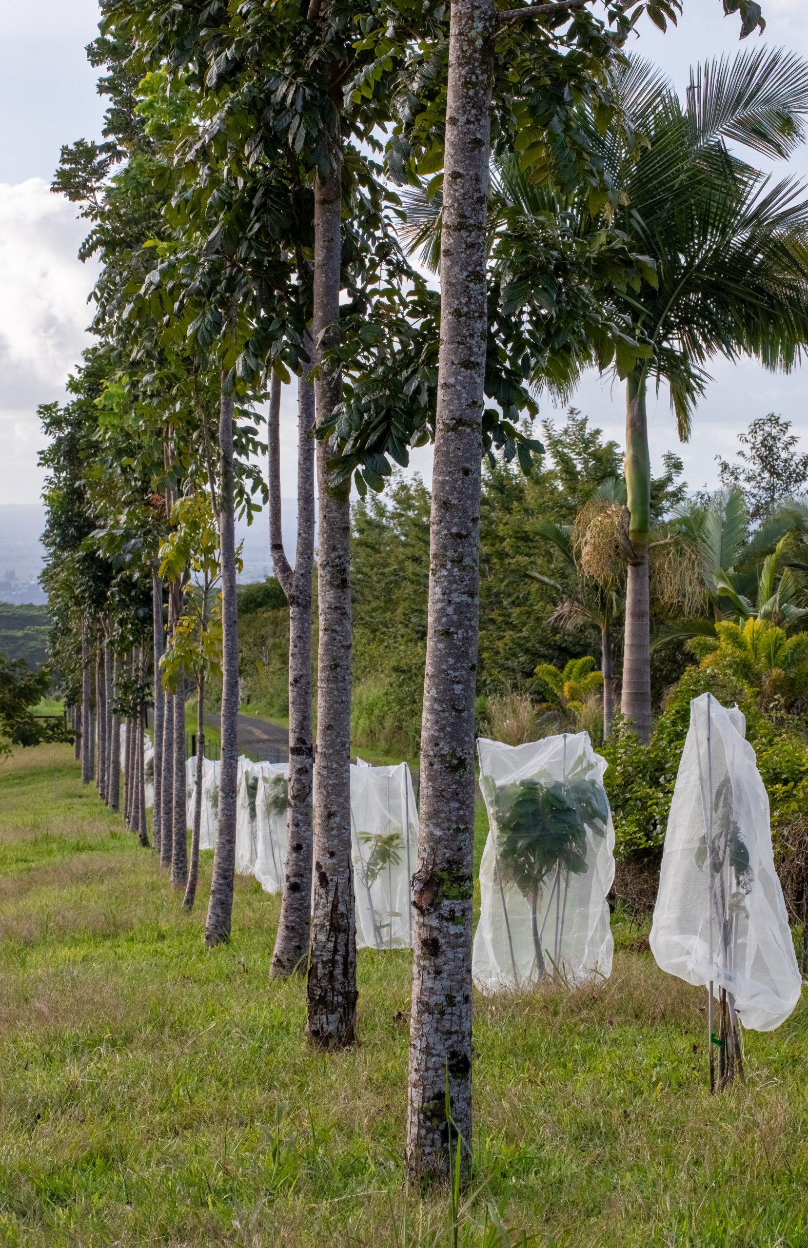 wildlife-habitat-eco-village-hawaii-mahogany-trees