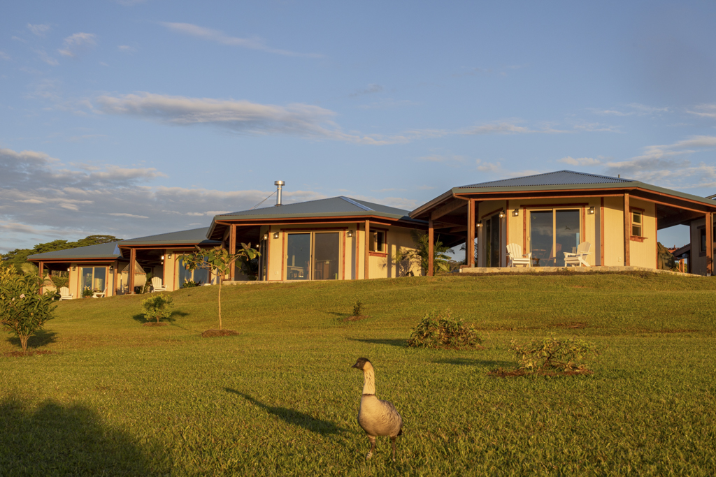 wildlife-habitat-eco-village-hawaii-nene