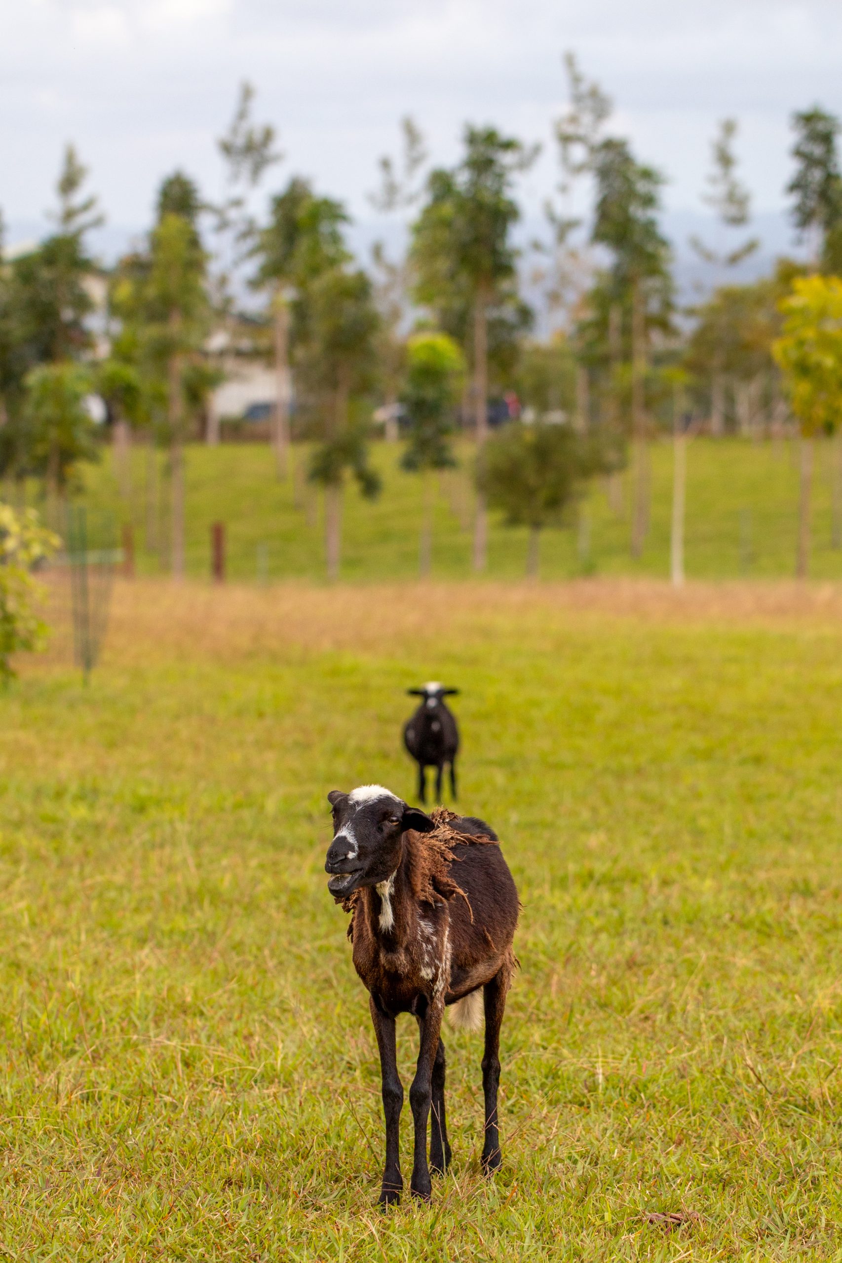 wildlife-habitat-eco-village-hawaii-sheep-pasture