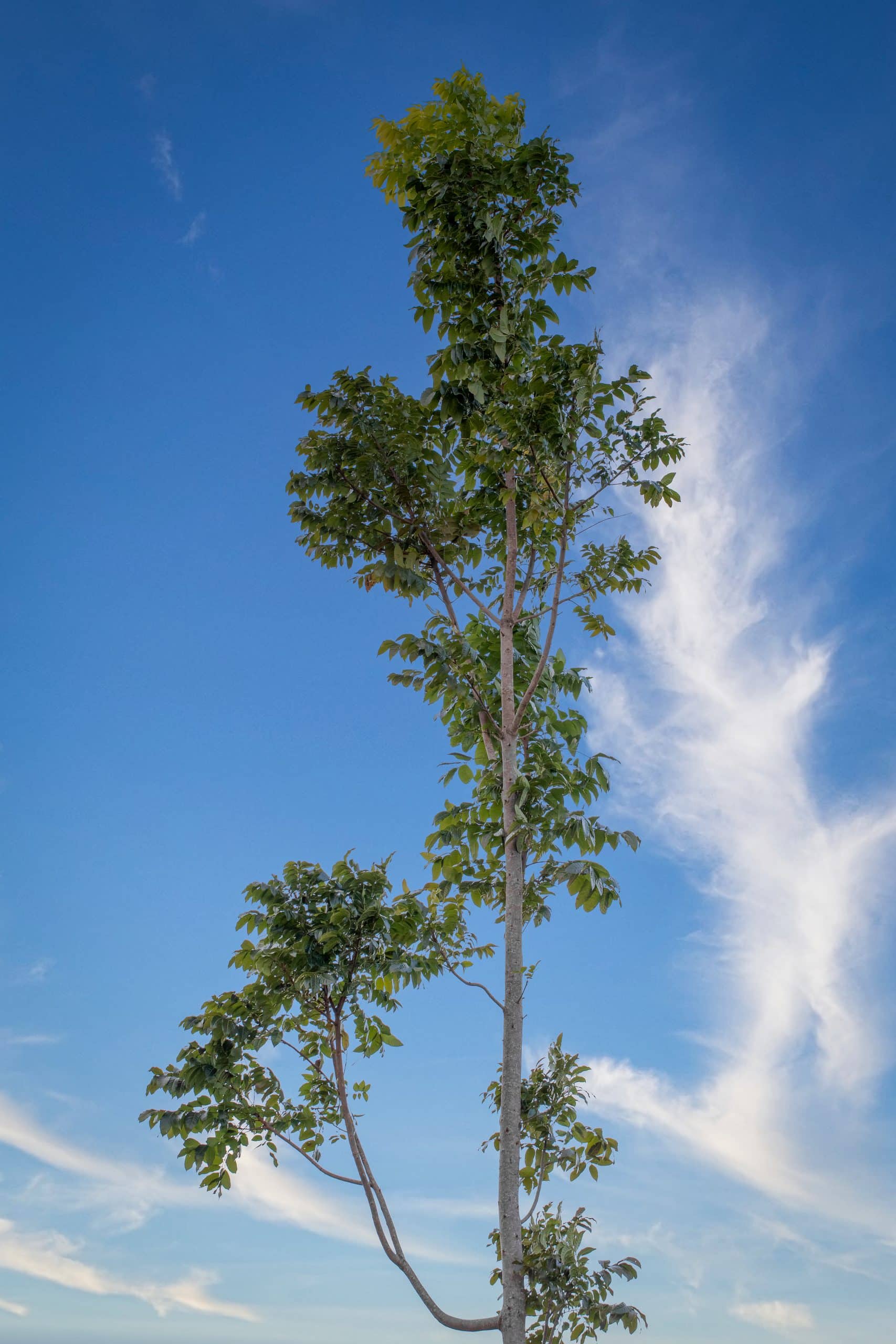 wildlife-habitat-eco-village-hawaii-mahogany-trees