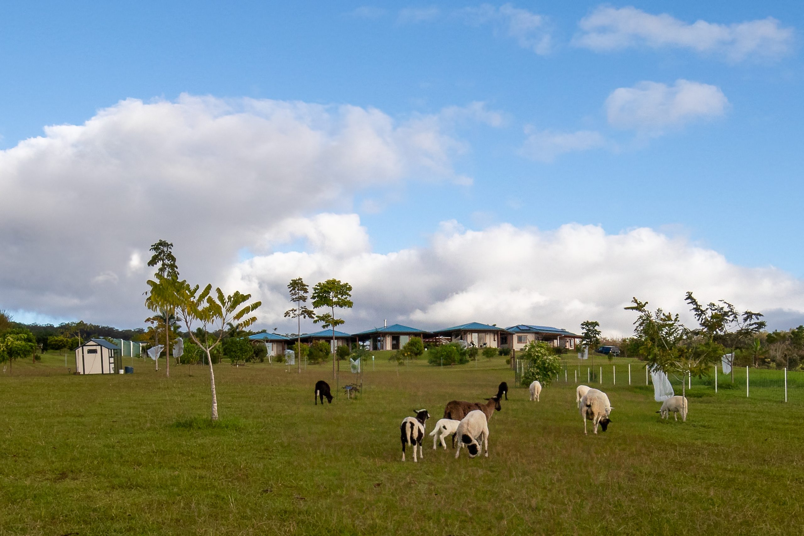wildlife-habitat-eco-village-hawaii-sheep-grazing
