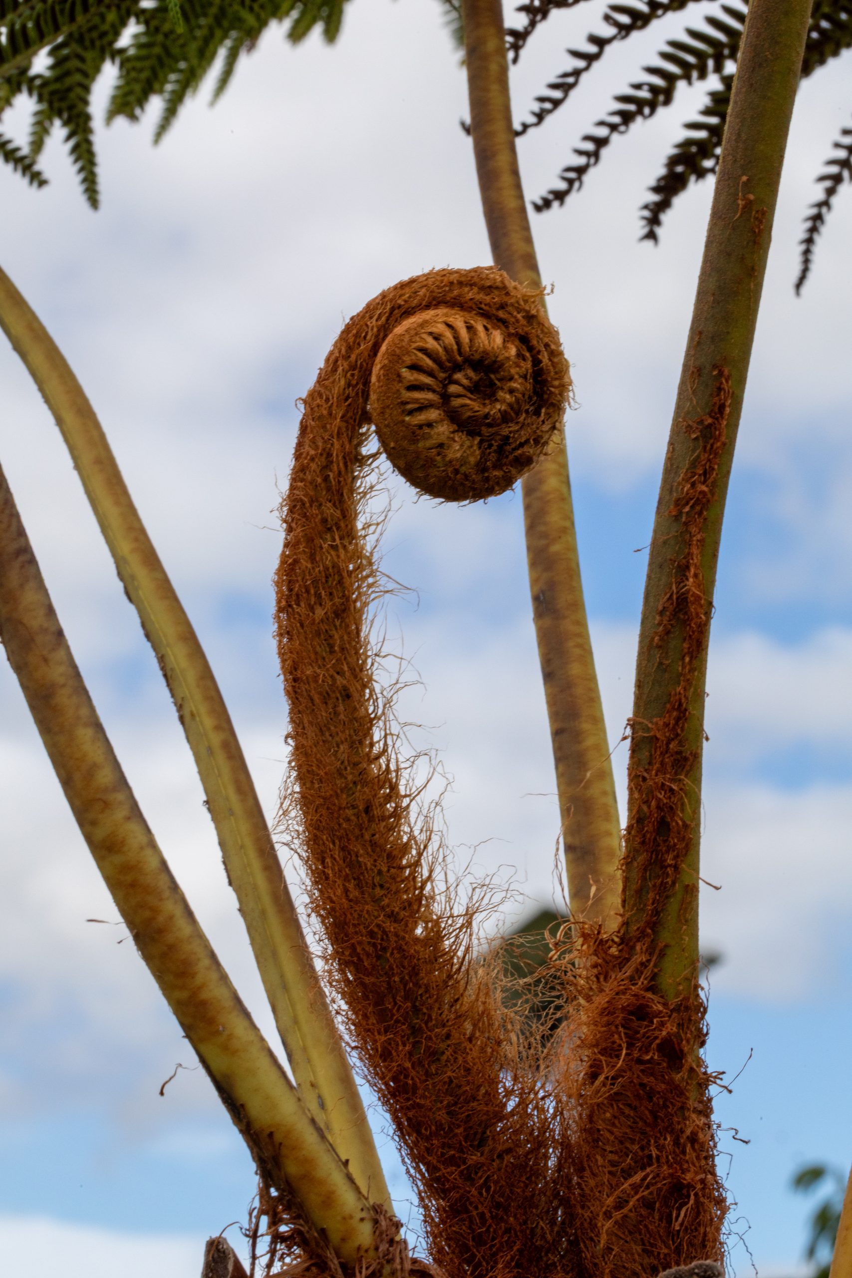 wildlife-habitat-eco-village-hawaii-hāpuʻu-tree-fern