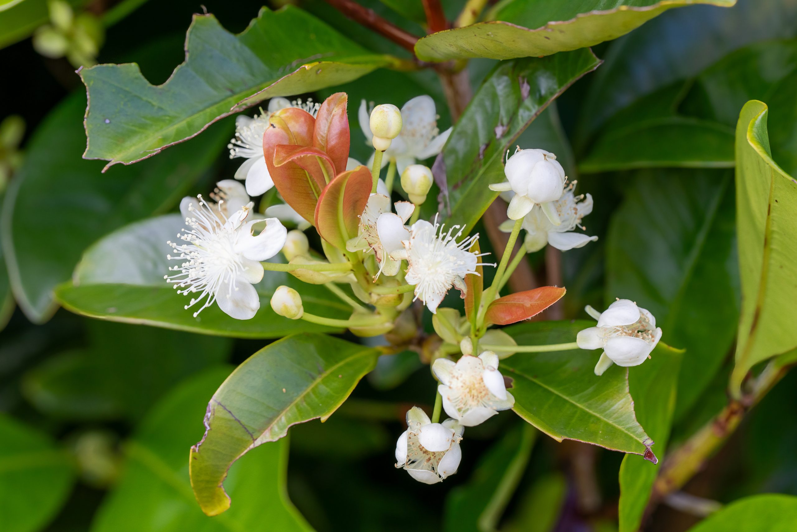 wildlife-habitat-eco-village-hawaii-blossoms